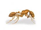 Ant Organic Pest Control Services