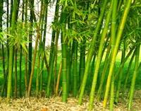 Bamboo That Grows in Canada