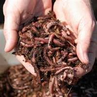 Organic Composting Materials